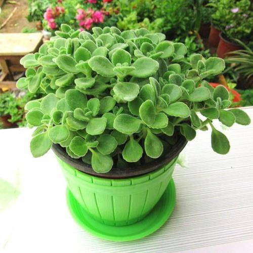 碰碰香：驱蚊又可食用