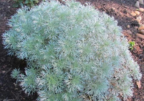 蛇麻适应性强，寒冷地区也能种植成功