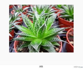 叶似万年青，花名爆款爆红——叶万年花