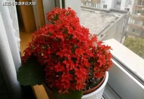 小长寿花如何科学养殖，避免病虫害