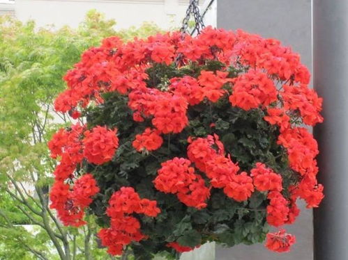 南方春花园爆花指南，选这6种花，轻松开满千朵！