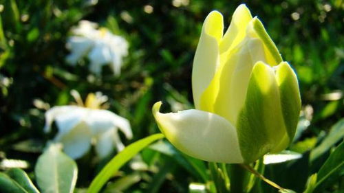 栀子花养护攻略：室内种植安全指南，美丽与健康同行~