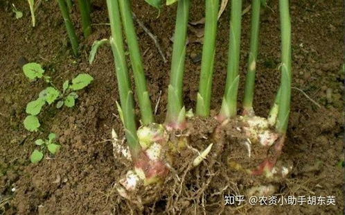 生姜黄叶病用什么特效药治疗最好？