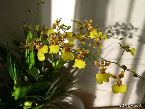 水分胁迫， 花芽分化期控水15天