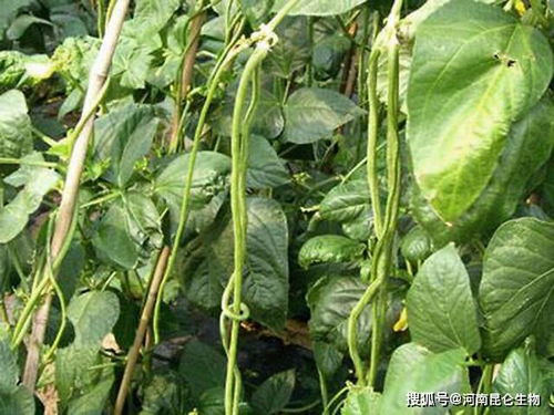 豆角叶枯黄原因揭秘：防治策略与高效药剂推荐