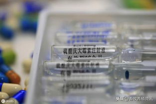 庆大霉素在养猪中如何配伍、用量和禁忌？