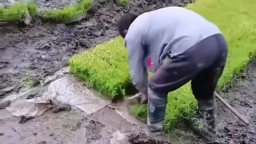 草坪割了又长，愁人啊！