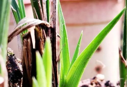 冬天兰花发芽如何管理才能确保其茁壮成长