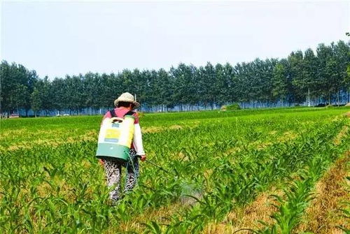 韩秋好除草剂与稻喜、稻春秋除草剂，哪个geng胜一筹？