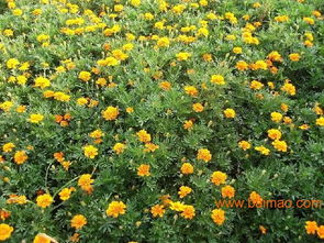 孔雀草等草种：美化环境， 固堤保土