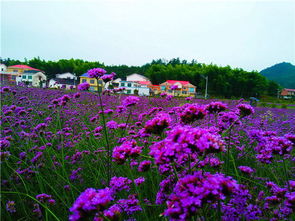 形体仪态， 优雅展示