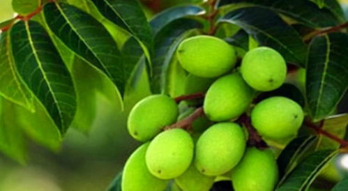 化学农药：效果杠杠的