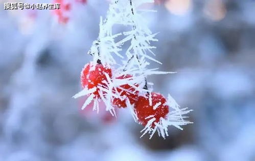 “冬日花卉，温暖过冬秘籍！”