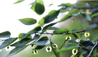 纤维素的纤维特点