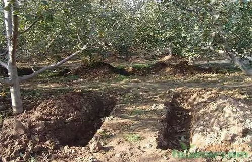 四、施肥要适量