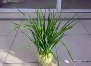 水培大蒜，如何让水不臭