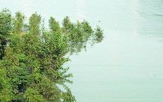 探寻10公分中山杉与池杉的宝地