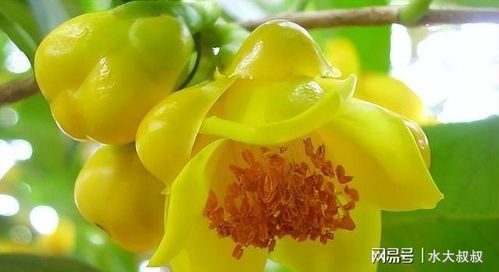 金花茶如何种植？有哪些具体的种植方法和养护技巧