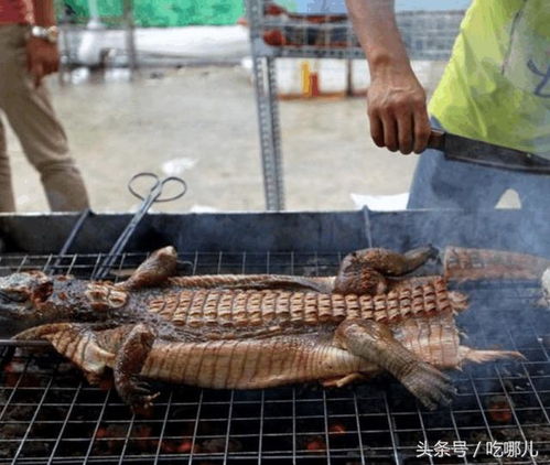一、 常见农业害虫种类