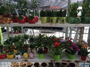 盆栽选购指南：如何挑选心仪的盆景