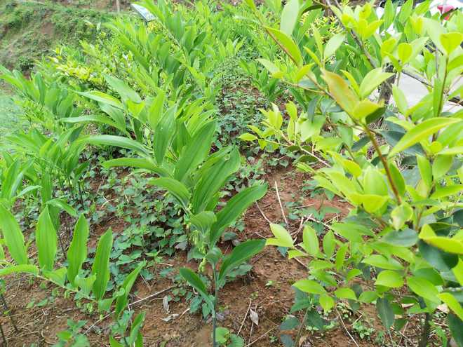 人参家庭种植如何避免常见误区，实现高产