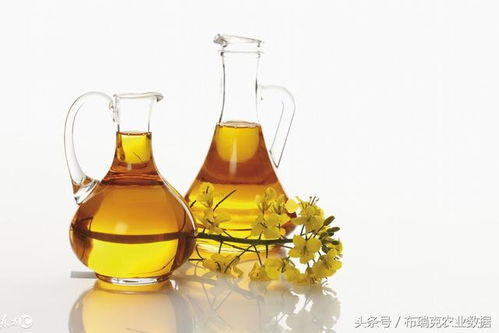 加拿大菜籽油价格是多少？影响菜籽油期货价格的因素有哪些？