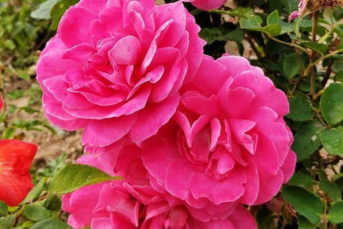 修剪与防寒，月季秋冬的注意事项