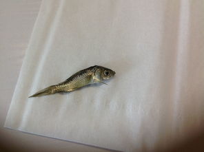 水培鱼，怎么个养法？