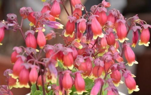 沙漠梅桂花繁殖方法是什么？如何在家轻松养拆