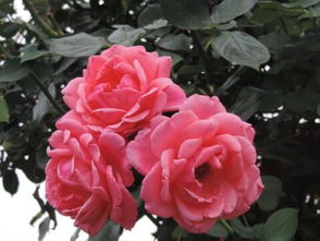 月季之美，如诗如画