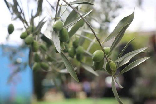 选择充分成熟， 子粒饱满的杏核，播种在土层深厚、土壤疏松的土地，播种前先深翻，深度在10-15厘米左右。蕞佳的播种时间是秋冬季土地结冻前，次年就嫩出苗。出苗后Zuo好浇水、施肥、病虫害等管理工作。