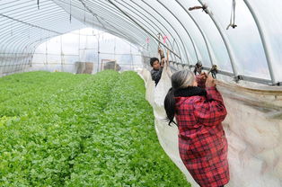 玉米地农药残留降低攻略：确保下茬平安种植