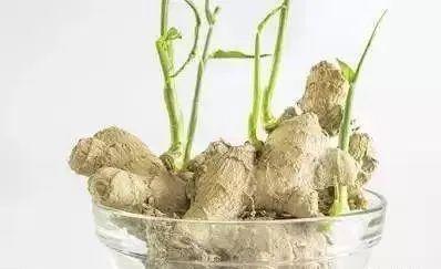 白芷种植的时机