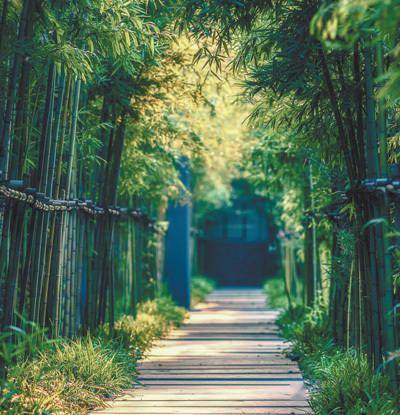 紫藤花开， 蝴蝶兰舞