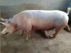 想要猪群不生病或少生病，这样做真的有效吗
