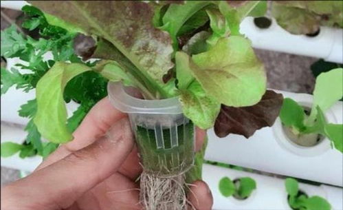 水培种植适合哪些蔬菜？