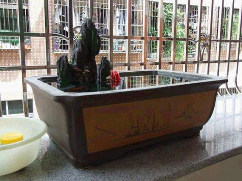 既美观又清新空气的花儿