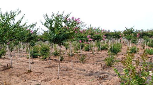 红梅树苗的土壤要求