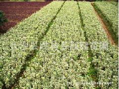 草本四季青的修剪时机