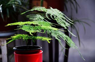 万年青红果的独特状态