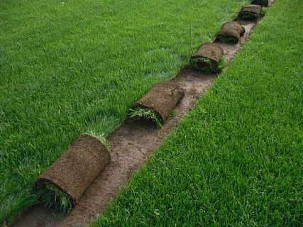 草坪界的“混血儿”：早熟禾的混播奥秘