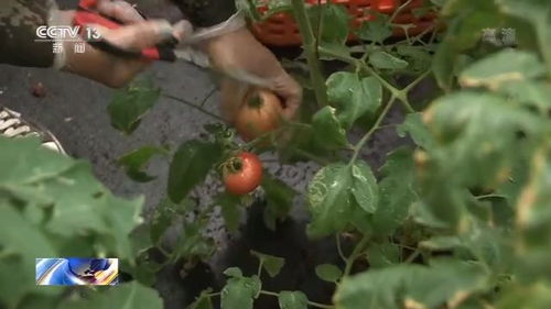 施肥，月季花的“营养早餐”