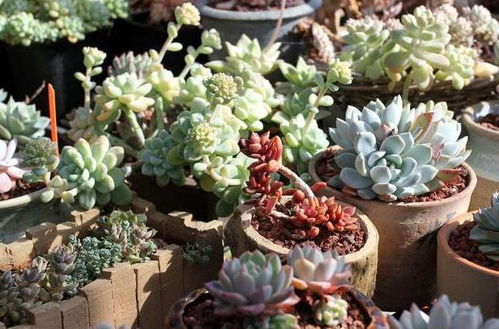 多肉植物：普货随便扔