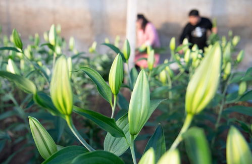 百合脱毒种球， 产业迈向新高峰