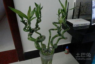 阴性植物， 要适量