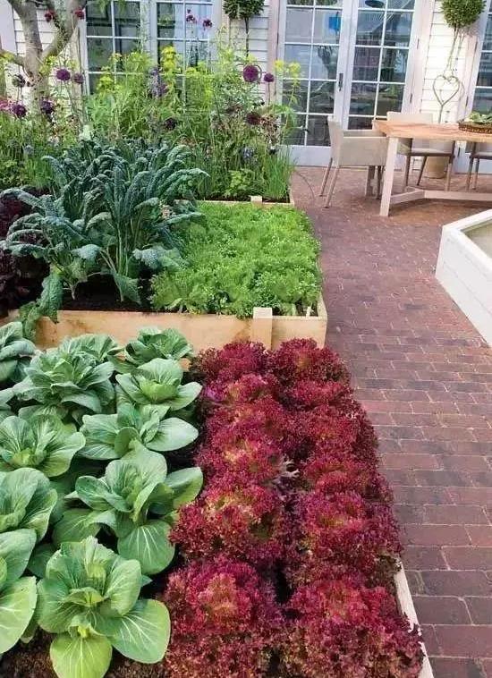 六月种啥菜Zui合适？