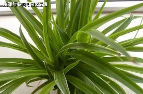 彩叶竹节吊兰繁殖方法大揭秘