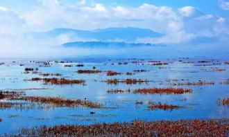 高原草海探秘：那片绿色的奇迹