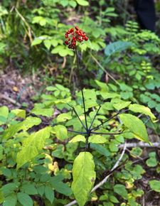 野生地黄6月挖最好，错过这个时间就亏了