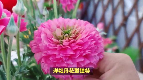 洋牡丹的花语和象征意义究竟有哪些深层内涵